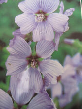 Buschmalve Blue Bird ® - Lavatera cultorum Blue Bird ® - 30-40cm