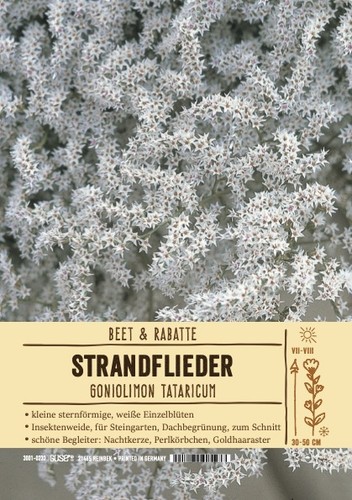 Limonium tataricum goniolimon - tataricum,,