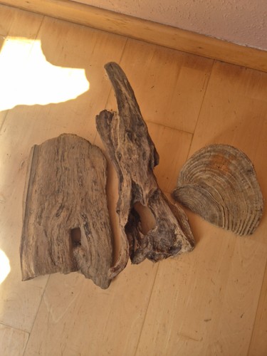 Treibholz wurzel ast brett - treibholz,