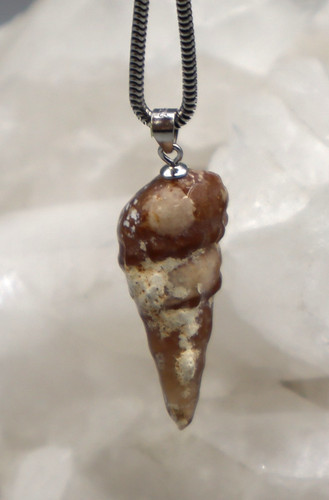 Turmschnecke versteinert - turmschnecke,