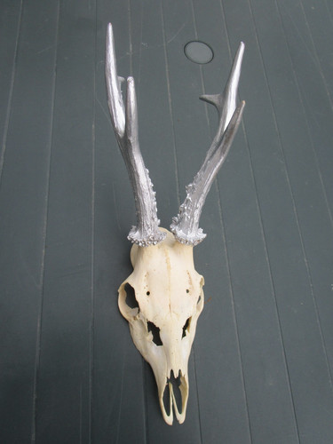 Trophäe rehgehörn er - trophäe,