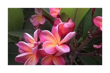 10x Plumeria rubra Orange