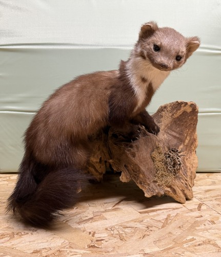 Tierpräparat marder jagd - tierpräparat,, marder,