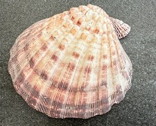 Große Löwenpfoten