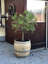 Pflanzkübel aus 3/4 gebrauchtem 225l-Weinfass (170l)