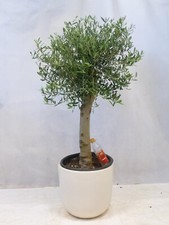 [Palmenlager] XL Olivenbaum Olea europea 160 cm- Kugel - Stamm 20 cm Umfang