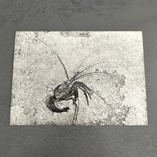 Postkarte Solnhofen, Bürgermeister Müller Museum: Sechsfühlerkrebs, 1980 AK 1050