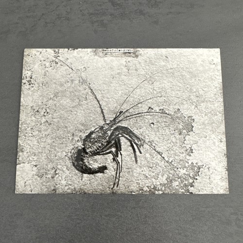 Postkarte solnhofen - postkarte,