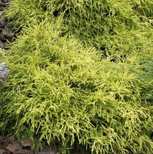 Gelbe Fadenzypresse Sungold