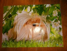 Tierposter: Angora-Meerschweinchen  * Medizini 3/2016 * Neu!