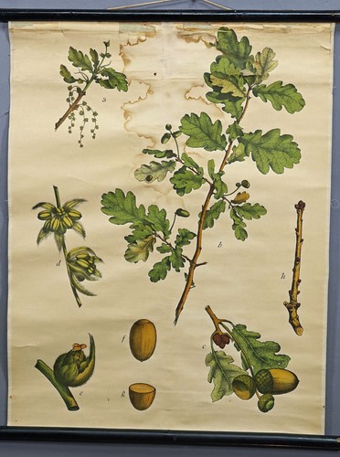 Schulwandkarte rollbild - schulwandkarte,