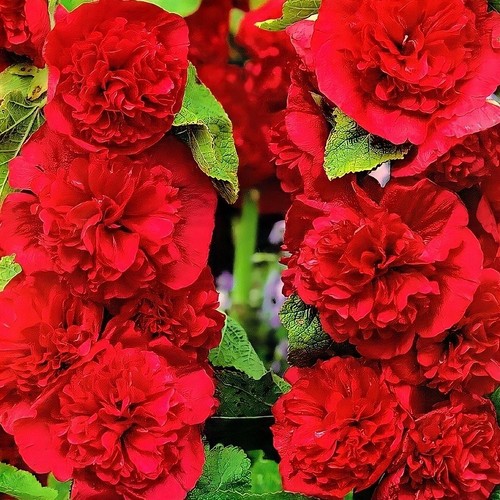 Samen stockrose rot - 10,