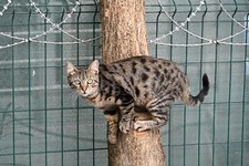 Foto Poster, "Katze auf Baum in Istanbul", Unikat, 123 x 54cm (044)