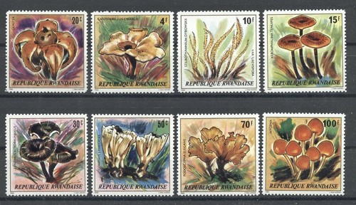 Pilze mushrooms ruanda - -,