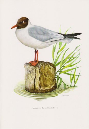 Lachmöwe chroicocephalus - lachmöwe,