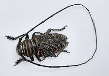 Cerambycidae, Zographus regalis, male, A1, 23 mm, Congo, #CC31