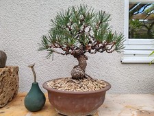 Bonsai Jap. Schwarzkiefer