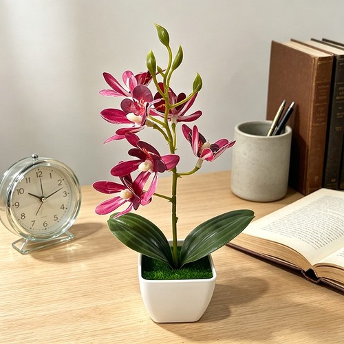 Orchidee topfpflanze - 23, cm