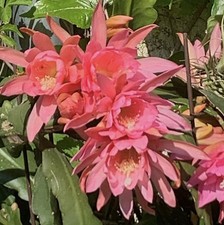 Epiphyllum Blattkaktus