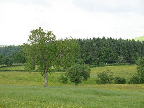 Foto 6x4 heu - heu, (oder