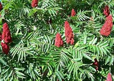 Samen Essigbaum, Hirschkolbensumach, Sumach Baum, Rhus typhina