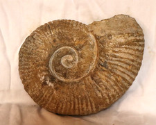 AMMONIT Fossilie Schnecke