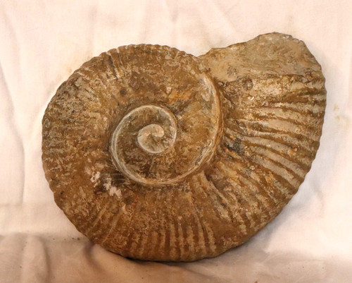 Ammonit fossilie schnecke - fossilie,