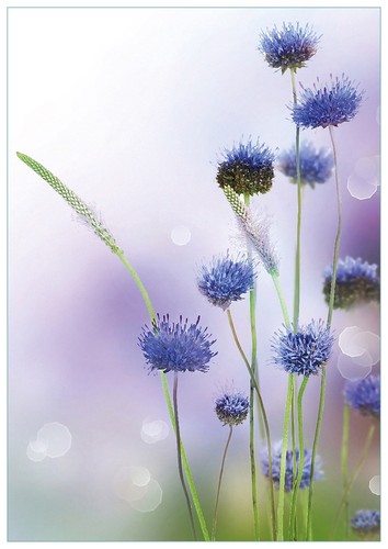 Wallario premium glasbild - wallario,