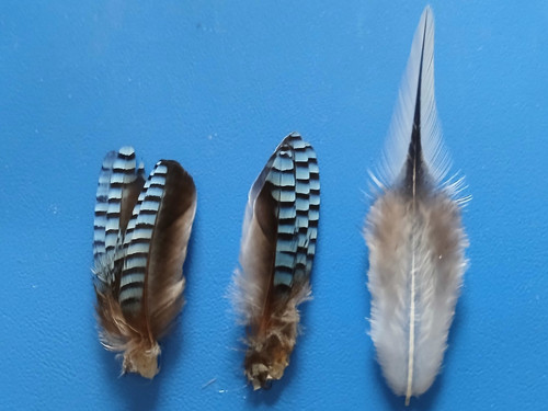 Eichelhäher tracht hutschmuck - tracht,