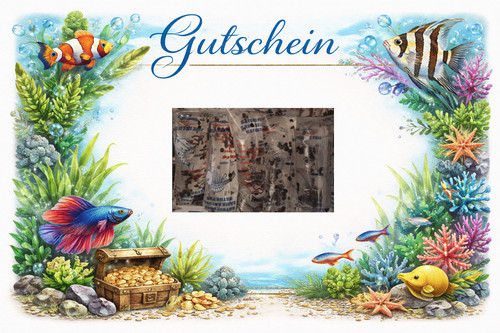 Gutschein blasenschnecke - blasenschnecke, /