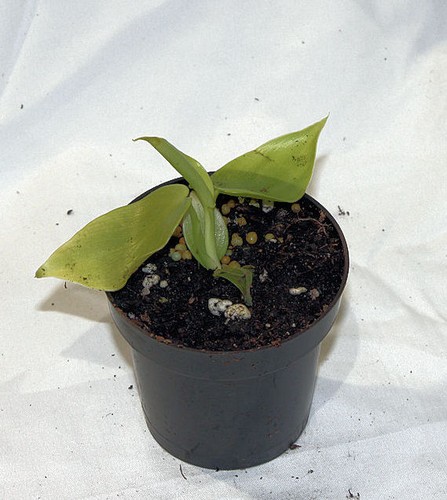 Philodendron erubescens red - -,