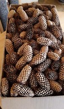 200 Stck. Kleine Fichtenzapfen