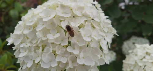 Hortensie anabell - hortensie,