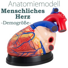 Anatomie Modell Herz des