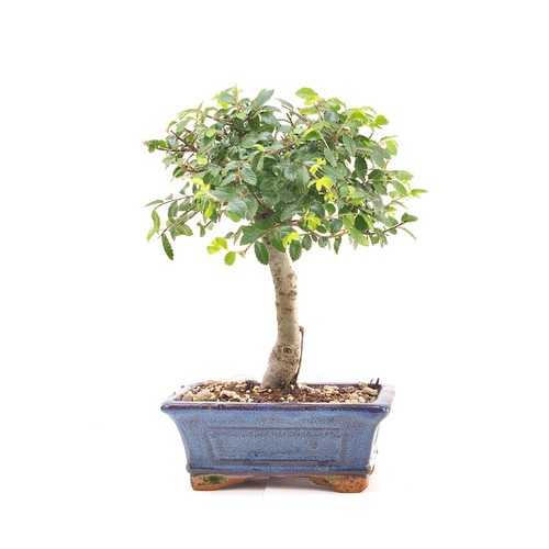 Bonsai chinesische ulme - bonsai,