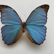 Entomologie*Morpho