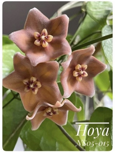 Hoya ns05 015 seltene - hoya,