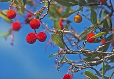 Arbutus unedo / Westlicher