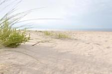 Wandbild: Gras am Strand