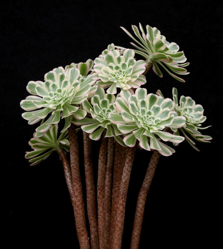 Aeonium arboreum variegated - aeonium,