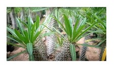 3x Pachypodium mikea