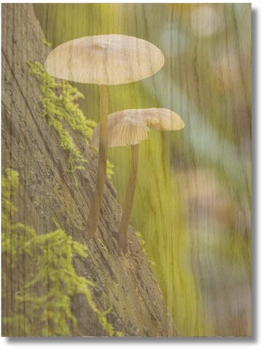 Holzrinde