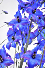 + 1000 Samen Rittersporn Consolida orientalis Feldrittersporn Wildblume selten