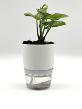 Syngonium Milk Confetti Live