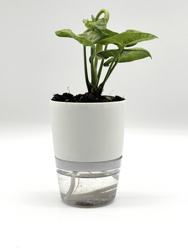 Syngonium milk confetti - syngonium,