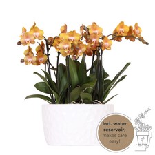 Orchideen-Set Orange in Honigschale – 3 Phalaenopsis Las Vegas Ø12cm – Mit