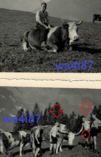 2xOrg.Foto HJ,DJ,Pimpfe,Jungvolk,Youth,Jugend,Boy,Bube,Wiese,Berge,Kuh Reiten