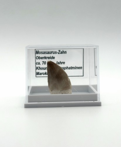 Schöner mosasaurus zahn - ★,