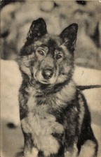 Ak Togo, Husky, Schlittenhund