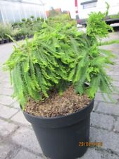 Taxodium distichum Gee Wizz - Zwerg-Sumpfzypresse Gee Wizz